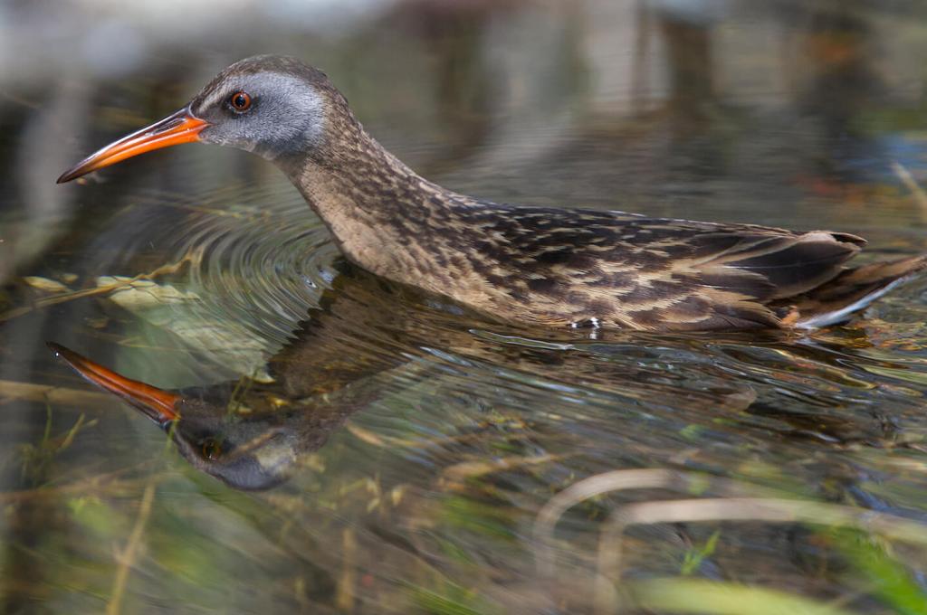 Un oiseau au long bec rougeâtre et au plumage brun moucheté patauge dans des eaux marécageuses.