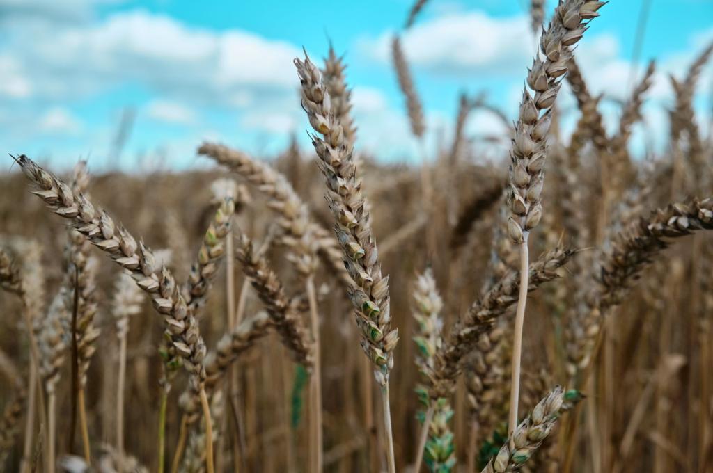 Close up photo of the heads of wheat stalks in a field.
