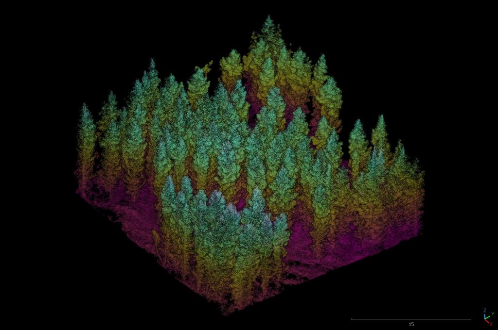 A computer-generated image shows several dozen coniferous trees. The upper levels are generally green, middle levels are generally yellow-orange, and the lowest levels are generally deep pink.