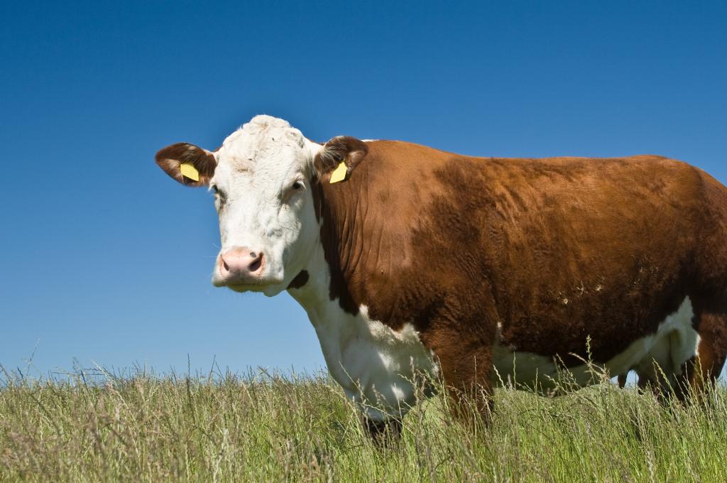Une vache blanche et brune debout dans l’herbe haute.