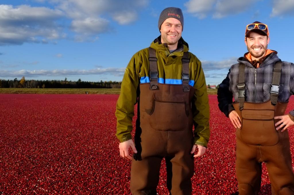 Simon Bonin, phytologue, et Olivier Pilotte, producteur de canneberges, posant pour la photo dans un champ de canneberges.