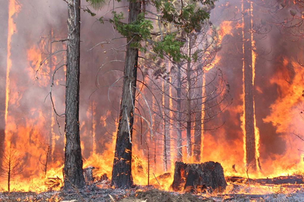 Des flammes orange vif et une fumée grise foncée couvrent une forêt de conifères