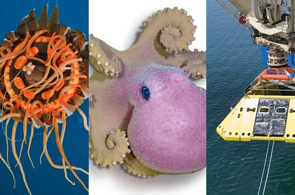 A compilation of a bright orange jellyfish, a pink octopus and a ship lowering a triangular-shaped yellow node to the water’s surface.