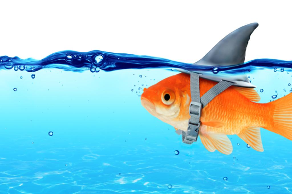 A goldfish swims with a shark fin strapped to its back
