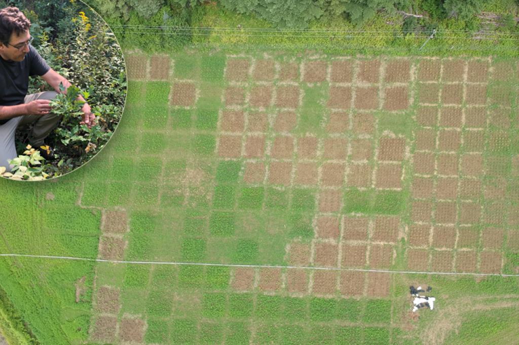 A photo of Christian Messier examining a plant on the forest floor is inlaid over an aerial photo of a green field divided into squares