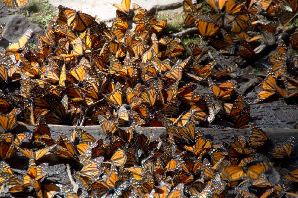 A large quantity of Monarch butterflies