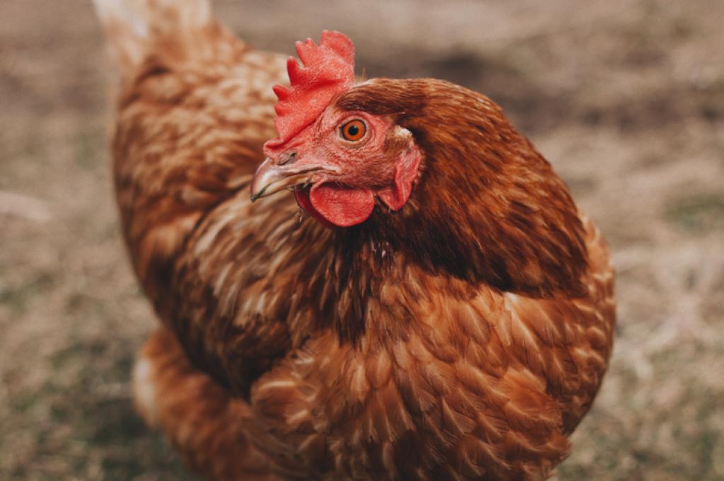 Une poule