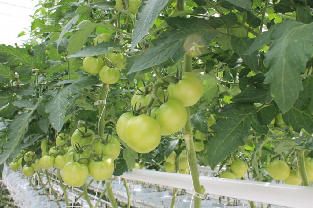Green tomatoes on a vine