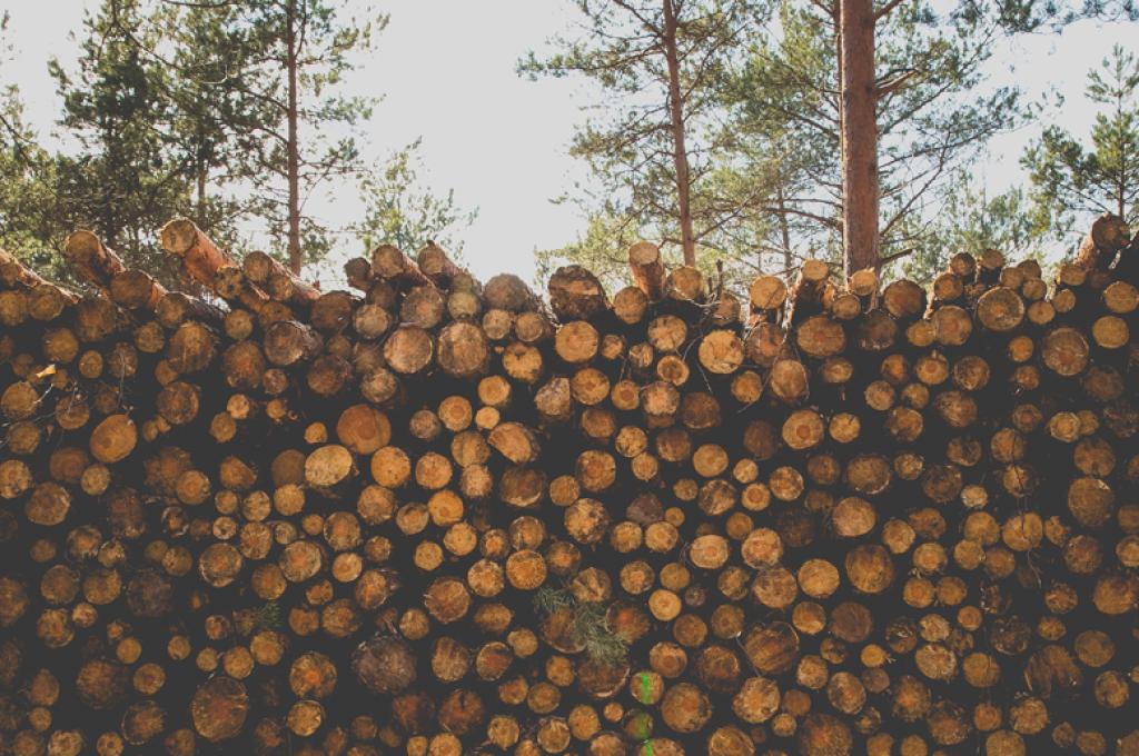 A stack of logs